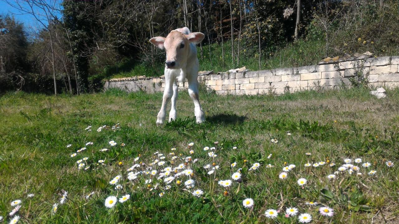 Masseria La Fiorita Матера Экстерьер фото